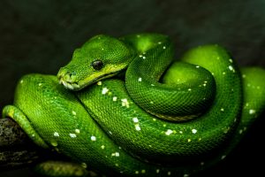 Ophidiophobia Symptoms and Treatment: A Guide to Snake Phobia