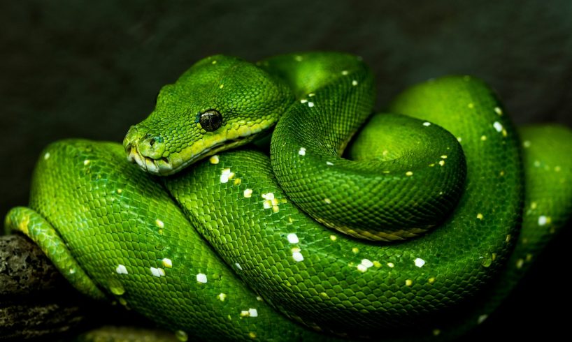 Ophidiophobia Symptoms and Treatment: A Guide to Snake Phobia