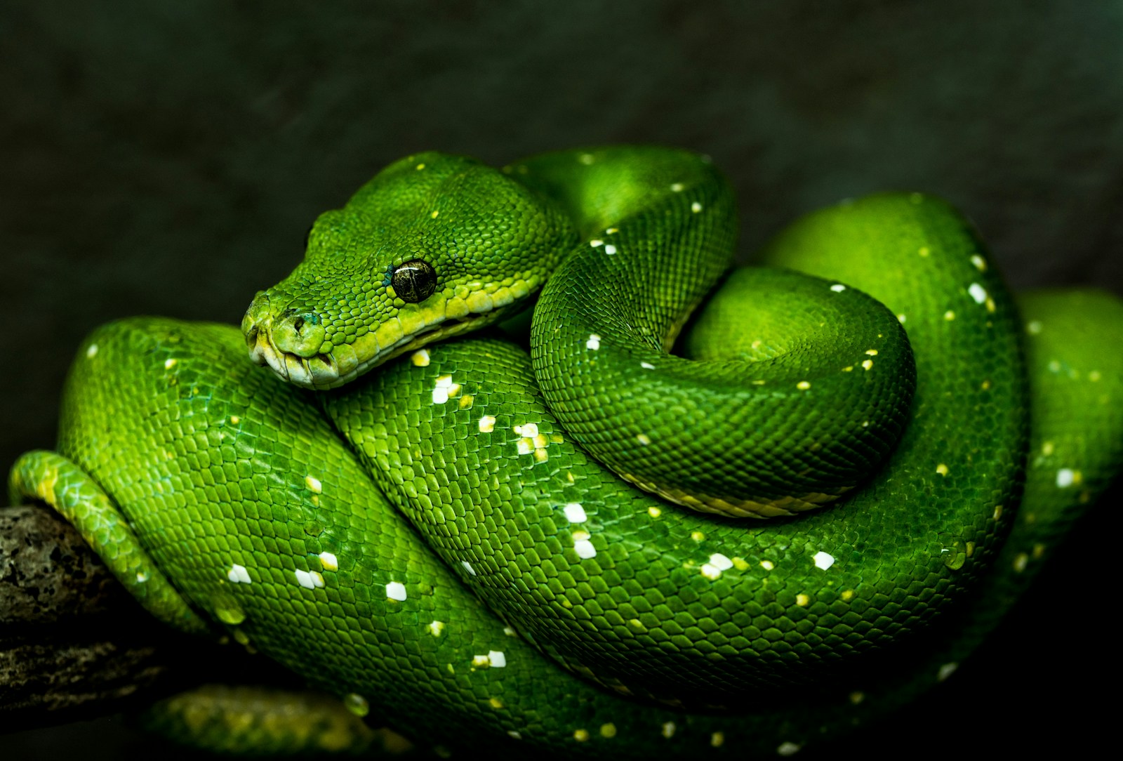 Ophidiophobia Symptoms and Treatment: A Guide to Snake Phobia
